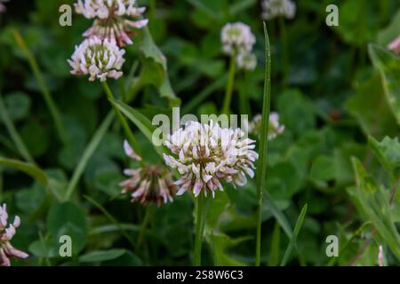 Weiße Klee blüht im Gras. Trifolium repens. Stockfoto