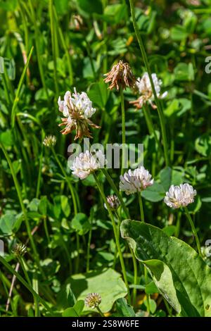 Weiße Klee blüht im Gras. Trifolium repens. Stockfoto