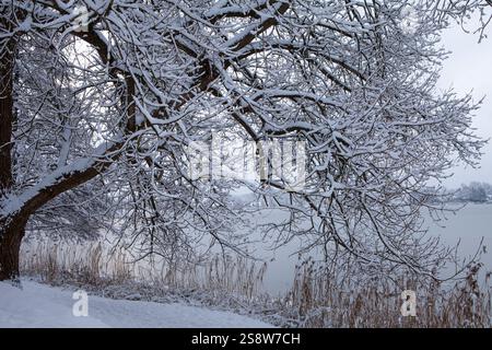 Die Schönheit eines Wintertages zeigt sich in diesem Bild des Bernardiner Sees in Trakai, Litauen. Die Sonne scheint hell über dem Kopf und wirft einen warmen Glo Stockfoto