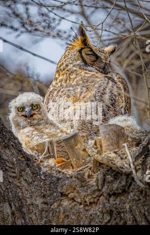 USA, Colorado, Fort Collins. Großhorneule und Eulen im Nest. Stockfoto