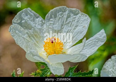 USA, Colorado, Fort Collins. Südwestlicher stacheliger Mohn Nahaufnahme. Stockfoto