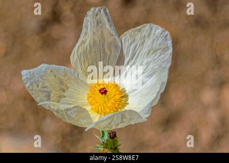 USA, Colorado, Fort Collins. Südwestlicher stacheliger Mohn Nahaufnahme. Stockfoto