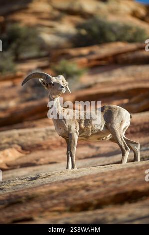 Ausgewachsene Wüstendickhornschafe (Ovis canadensis nelsoni), Zion-Nationalpark, Utah, Vereinigte Staaten von Amerika, Nordamerika Stockfoto