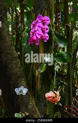 USA, Hilo, Hawaii. Tropical Bioreserve and Garden hat verschiedene Orchideenarten. Stockfoto