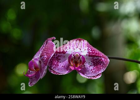 USA, Hilo, Hawaii. Tropical Bioreserve and Garden hat verschiedene Orchideenarten. Stockfoto
