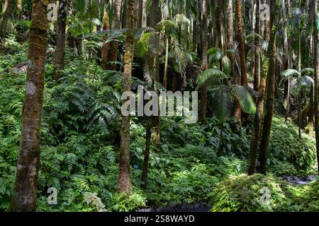 USA, Hilo, Hawaii. Tropisches Bioreservat und Garten, üppiges Laub im Regenwald Stockfoto
