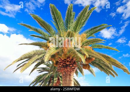 Phoenix dactylifera - Dattelpalmen mit großen Reihen reifender Datteln vor blauem Himmel, Puerto del Rosario, Fuerteventura. Vom November 2024 Stockfoto