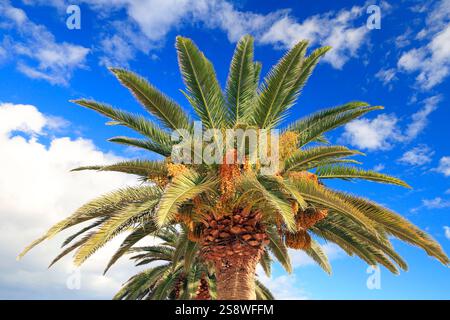 Phoenix dactylifera - Dattelpalmen mit großen Reihen reifender Datteln vor blauem Himmel, Puerto del Rosario, Fuerteventura. Vom November 2024 Stockfoto