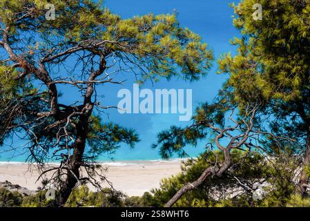 Pinus pinaster, Marienkiefer auf einer Klippe mit Blick auf den Egremni-Strand in Lefkada und sein türkisfarbenes Wasser. Ein einsames Paar, das den Strand genießt Stockfoto