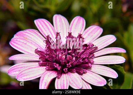 Nahaufnahme einer nachlaufenden afrikanischen Gänseblümchenblume Stockfoto