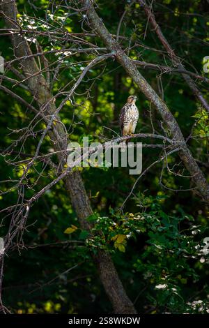 Junger Rotschwanzfalke (Buteo jamaicensis) sitzt zwischen Zweigen und sieht rechts aus - wilder Vogel Stockfoto