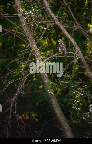 Der junge Rotschwanz-Falke (Buteo jamaicensis) sieht links von Branch Barch ein Talon Lift - Wildvogel aus Stockfoto