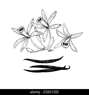 Set mit Vanilleblüten und Stiften im Gravurstil. Handgezeichnete Vektorillustration. Stock Vektor