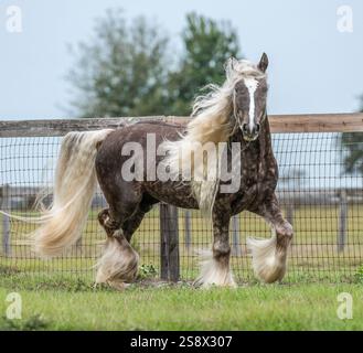 Der silberne Dapple Gypsy Vanner Horse Hengst trabt auf dem Feld entlang des Zauns Stockfoto