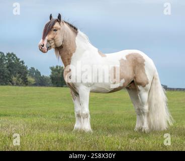 Trikolore Trommelpferd im Feld Stockfoto