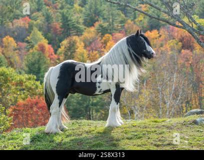 Gypsy Vanner Horse Hengst steht auf dem Aufstieg mit Herbstlaub Stockfoto