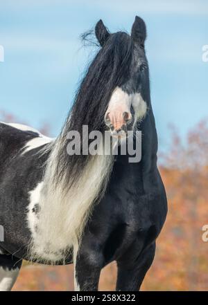 Gypsy Vanner Horse Hengst Porträt Stockfoto