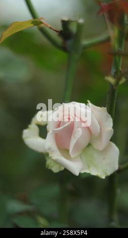 Eine zarte, weiche weiße Rose mit rosa Anklängen, die anmutig in üppigem Grün blüht und natürliche Unvollkommenheiten aufweist, die ihre Schönheit verstärken. Stockfoto