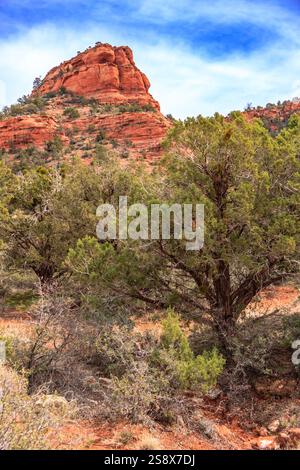 Ein Baum wächst auf einem felsigen Hügel. Der Baum ist von Büschen und Felsen umgeben. Der Himmel ist blau und die Sonne scheint. Die Szene ist friedlich und s Stockfoto