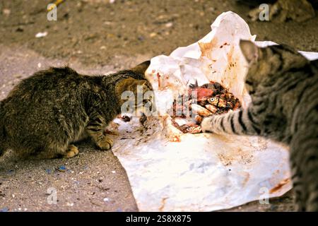 2 Katzen essen Fischreste aus weißem Papier. Stockfoto