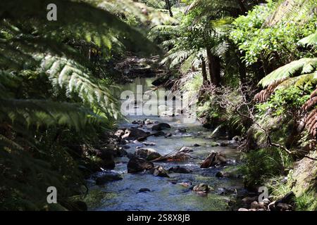 Tiefgrüne Farne aus der Nähe bilden einen Bogen über einem flachen Bach in dichtem Wald Stockfoto