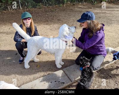 Hunde spielen in einem Hundepark in Kalifornien Stockfoto