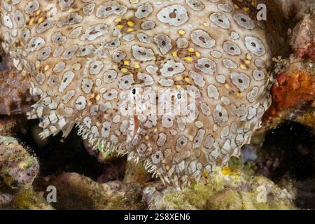 Die Pfauensohle, Pardachirus pavoninus, wird tagsüber in Sandgebieten begraben und bewegt sich nachts über das Riff in Komodo, Indonesien. Stockfoto