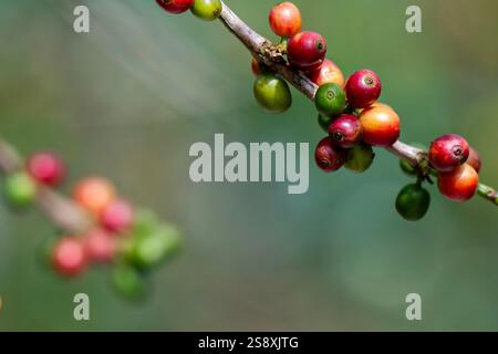 Costa Rica, Provinz Alajuela. Typische Arabica-Kaffeeplantage. Detail der Kaffeebeeren auf der Pflanze. Stockfoto