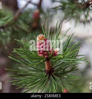 Nahaufnahme einer Kiefernblüte in den Bergen im Frühling Stockfoto
