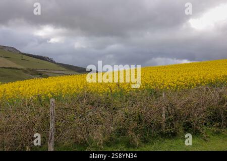Blumen leuchten unter grauem Himmel in Galicien, Spanien Stockfoto