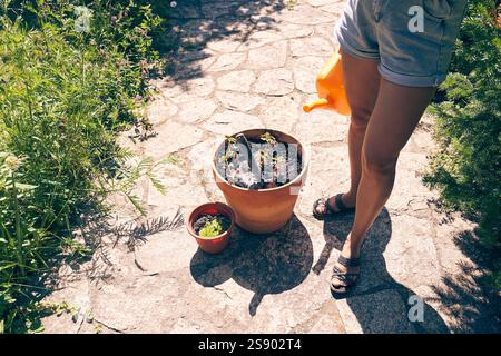Eine Frau hält eine Gießkanne in der Hand. Setzlinge in einen größeren Topf umpflanzen. Mit Platz zum Kopieren. Hochwertige Fotos Stockfoto