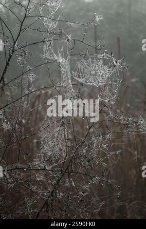 Spinnweben, die mit Morgentau bedeckt sind, hängen zart an Ästen. Nebliger Hintergrund verstärkt das Geheimnis und die natürliche Atmosphäre und schafft eine ruhige, ruhige Umgebung, ideal für Natur, Schönheit und friedliche Natur Stockfoto
