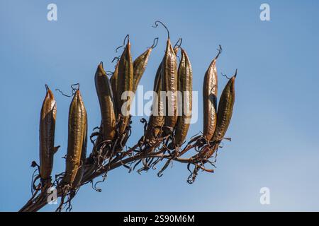 Samenkapseln des neuseeländischen Flachs (Phormium tenax) Stockfoto