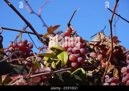 Isabella-Trauben, die in einem Garten in Attika, Griechenland, wachsen Stockfoto