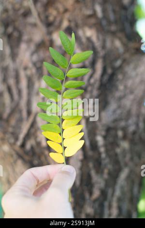 Wunderschöne Herbstfarbe in Colorado Stockfoto