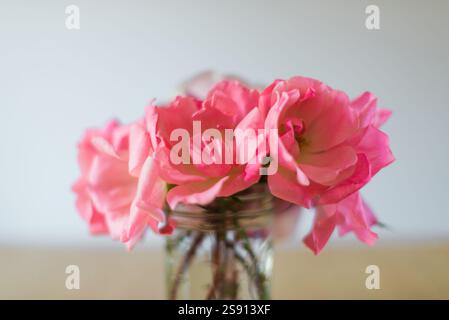 Rosa Teerosen in einer Vase auf einem Tisch Stockfoto
