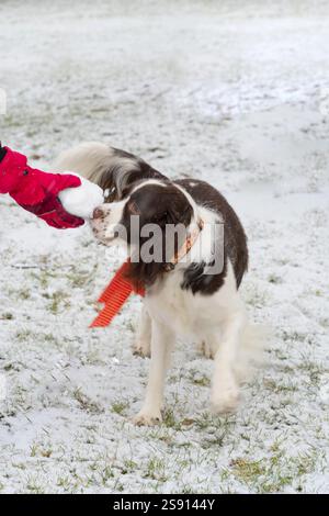 Hund spielt mit Schneeball im Schnee Stockfoto