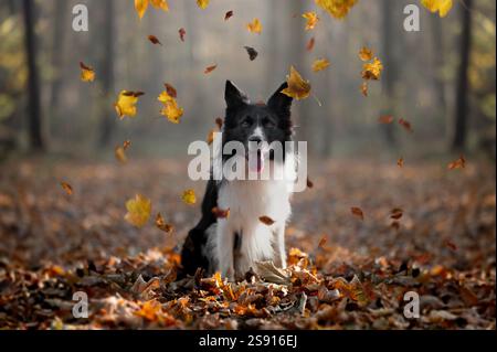 Porträt eines Border Collie, der im Wald sitzt und Blätter fällt. Stockfoto