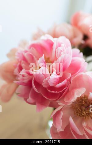 Stillleben hellrosa Korallen Charme Pfingstrose Blütenblätter Nahaufnahme Stockfoto
