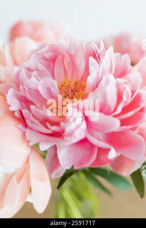 Blühendes Nahfoto einer Pfingstrosenblüte Stockfoto