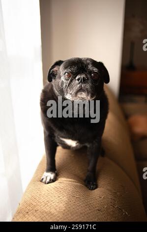 Nahaufnahme eines älteren schwarzen Mops, der auf der Couch sitzt Stockfoto
