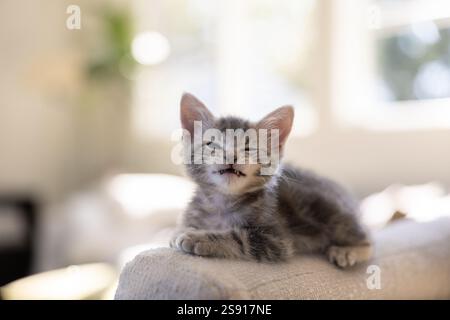 Graues Tabby-Kätzchen mit lustigem Gesicht Stockfoto