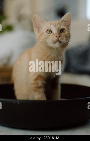 Ginger Kätzchen sitzen in einer Schüssel Stockfoto