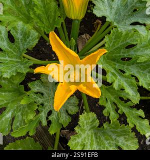 Großaufnahme einer einzigen hellgelben Zucchini-/Zucchini-Blume (Cucurbita pepo) mit grünem Laub, das im englischen Garten im August wächst. Stockfoto