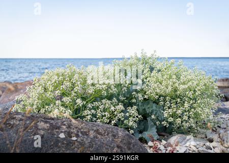 Steiniger Strand mit blühenden Meereskohl (Crambe maritima) Pflanzen, die am Meer wachsen. Meerkohl Nahaufnahme von weißen Blumen am Strand - natürliche Wellness. Stockfoto