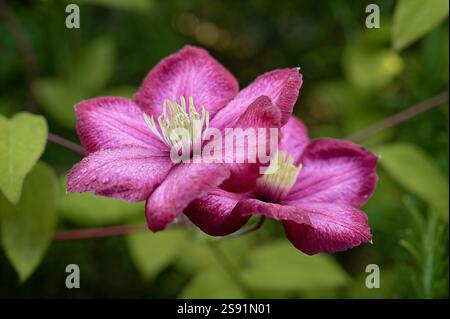 Nahaufnahme von zwei hellrosa Clematis-Blüten am Busch, mit Tautropfen auf Blütenblättern; unscharfe Blätter im Hintergrund. Stockfoto