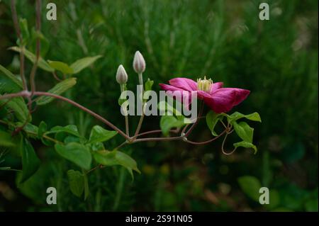 Eine einzige leuchtende, tiefrosa Clematis-Blüte, mit zwei ungeöffneten Knospen auf derselben Weinrebe, zwischen tiefgrünem Laub Stockfoto