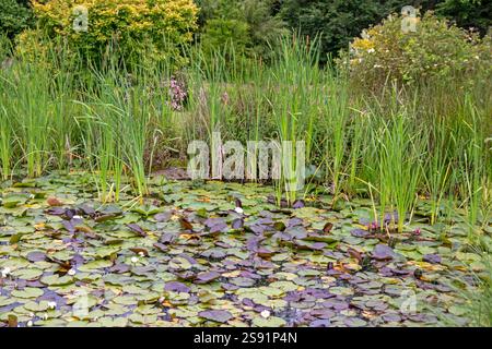Seerosen blühen im Teich zwischen ihren Blättern und Sumpfiris Stockfoto