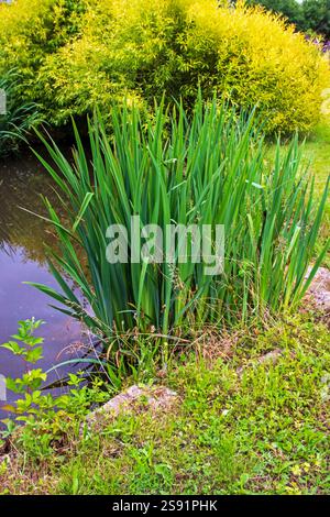 Seerosen blühen im Teich zwischen ihren Blättern und Sumpfiris Stockfoto