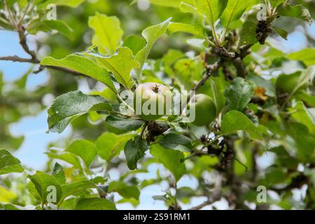 Äpfel auf dem Baum zwischen den Blättern in Nahaufnahme wachsen Stockfoto